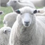 Family Travel sheep Rotorua New Zealand