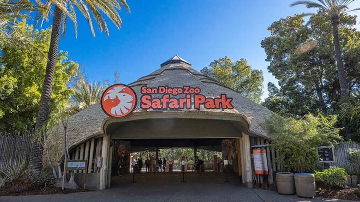 Best Ways to Buy Discounted San Diego Zoo Safari Park Tickets