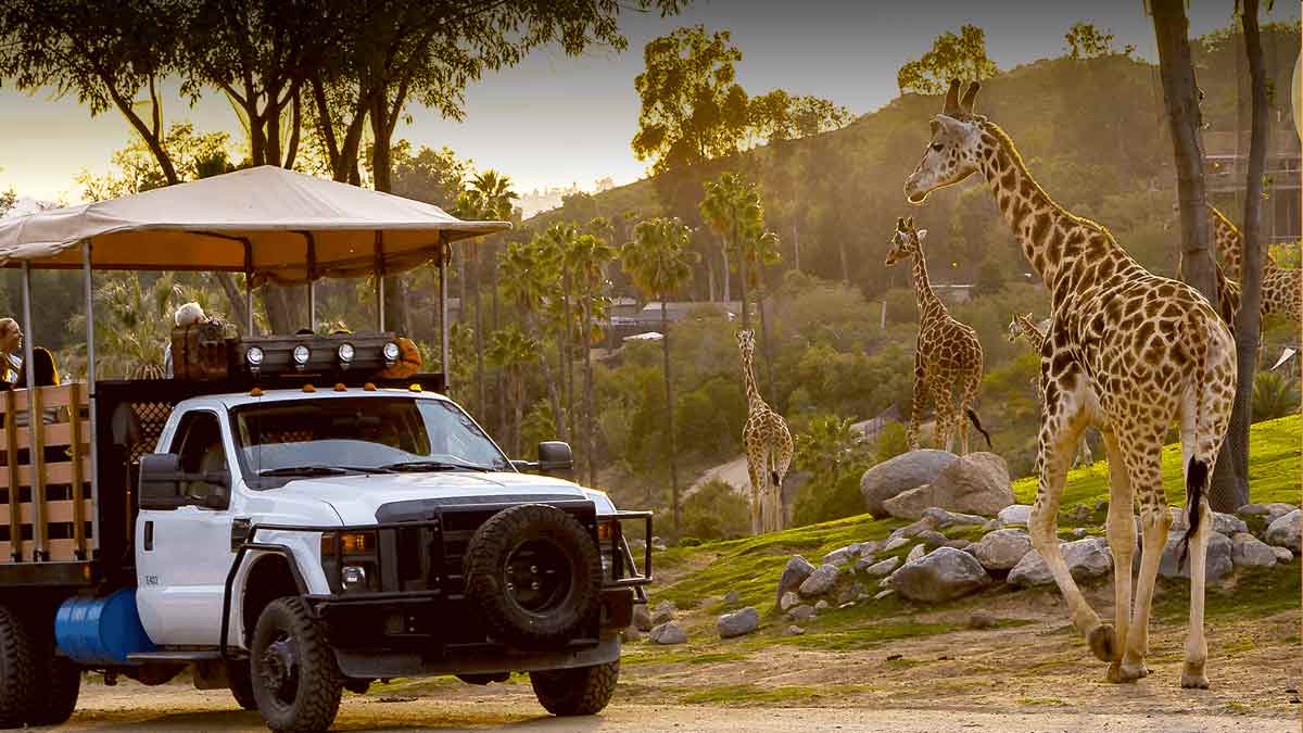 Visit San Diego Wild Animal Park - A Complete Guide to San Diego Zoo Safari Park