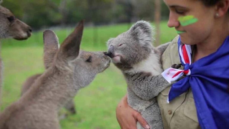 Where to See Koalas and Kangaroos in Australia - Unforgettable Wildlife Encounters