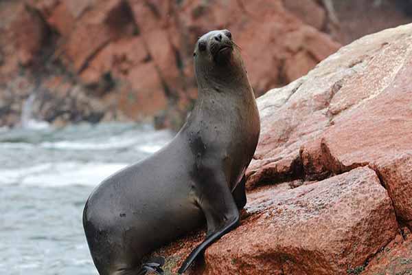 Seals on Palomino Island, Lima, Peru