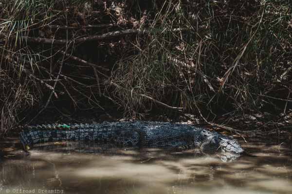 crocodiles on a Guluyambi cultural cruise along East Alligator River